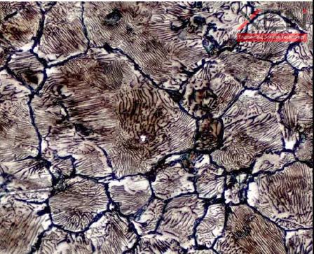 图8 同种组织在不同浸蚀剂下呈现出了不同的颜色1.jpg